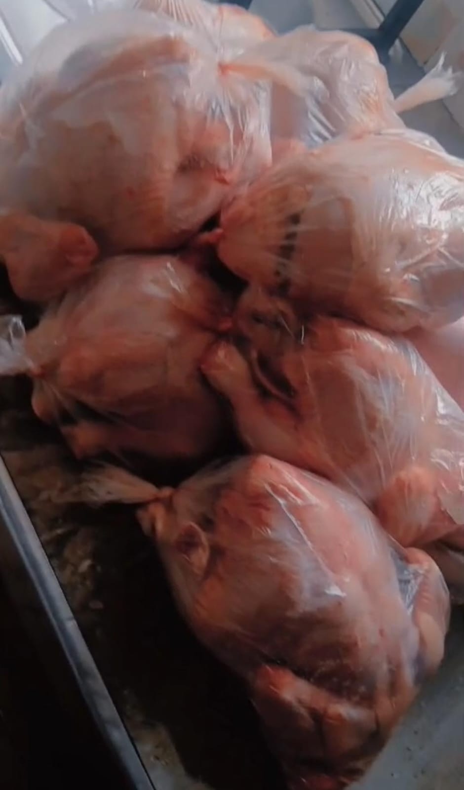 Chicken Broilers